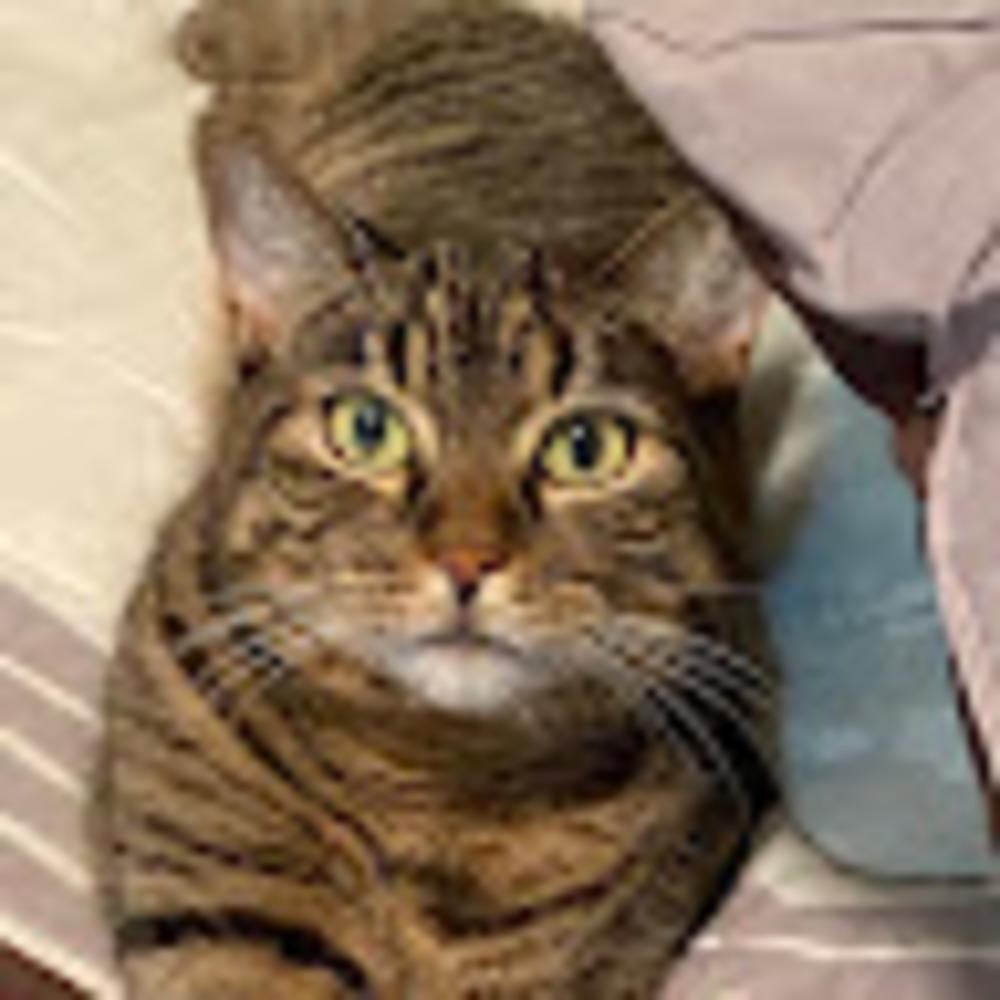 Meet your Posher, Suzer